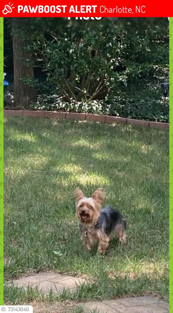 Lost Female Dog last seen Lucky dog bark and brew, Charlotte, NC 28273
