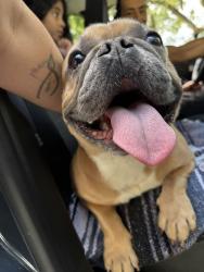 Found/Stray Male Dog last seen Otis and Hanna, Tampa, FL 33604