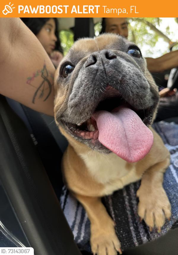 Found/Stray Male Dog last seen Otis and Hanna, Tampa, FL 33604