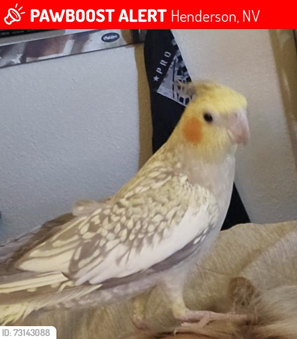 Lost Female Bird last seen Horizon and college, Henderson, NV 89002