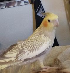 Lost Female Bird last seen Horizon and college, Henderson, NV 89002