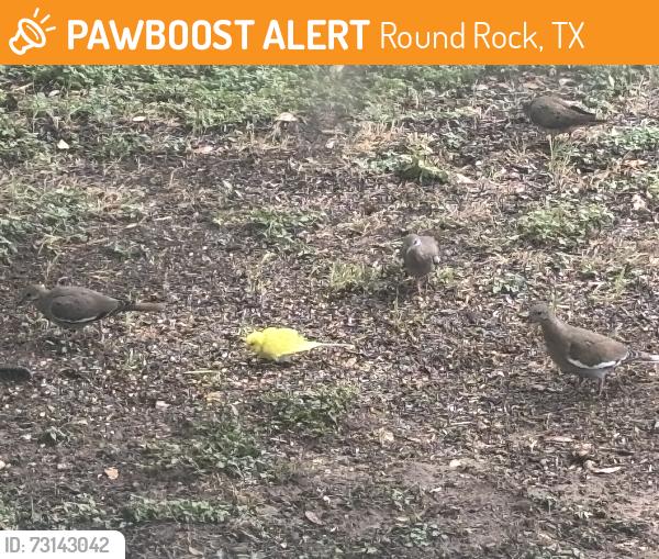 Found/Stray Unknown Bird last seen Gattis school road and double creek dr., Round Rock, TX 78665
