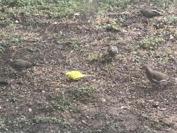 Found/Stray Unknown Bird last seen Gattis school road and double creek dr., Round Rock, TX 78665