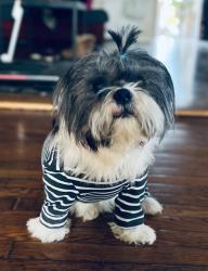 Lost Male Dog last seen Boca chica rd la mirada, La Mirada, CA 90638