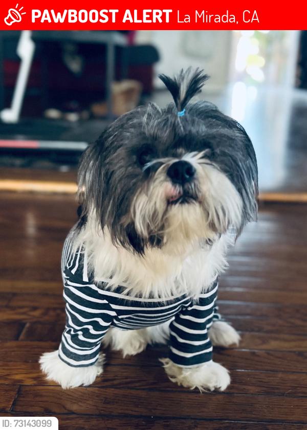 Lost Male Dog last seen Boca chica rd la mirada, La Mirada, CA 90638