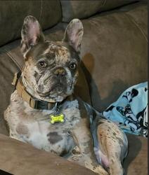 Lost Male Dog last seen Near Wildwood Drive, Enterprise, AL 36330