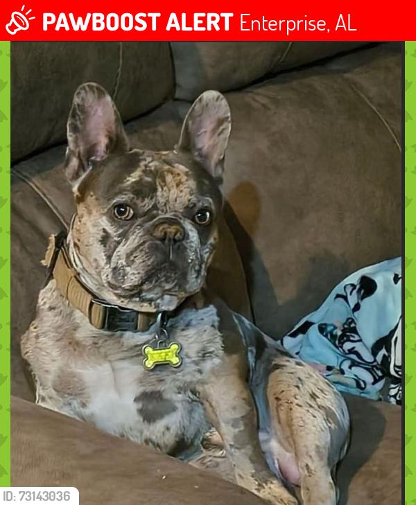 Lost Male Dog last seen Near Wildwood Drive, Enterprise, AL 36330