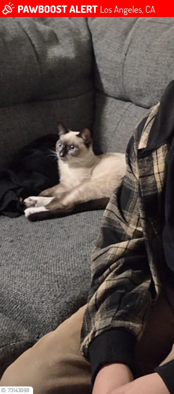 Lost Female Cat last seen Locke Ave, El Sereno, Los Angeles, CA 90032