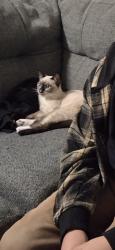 Lost Female Cat last seen Locke Ave, El Sereno, Los Angeles, CA 90032