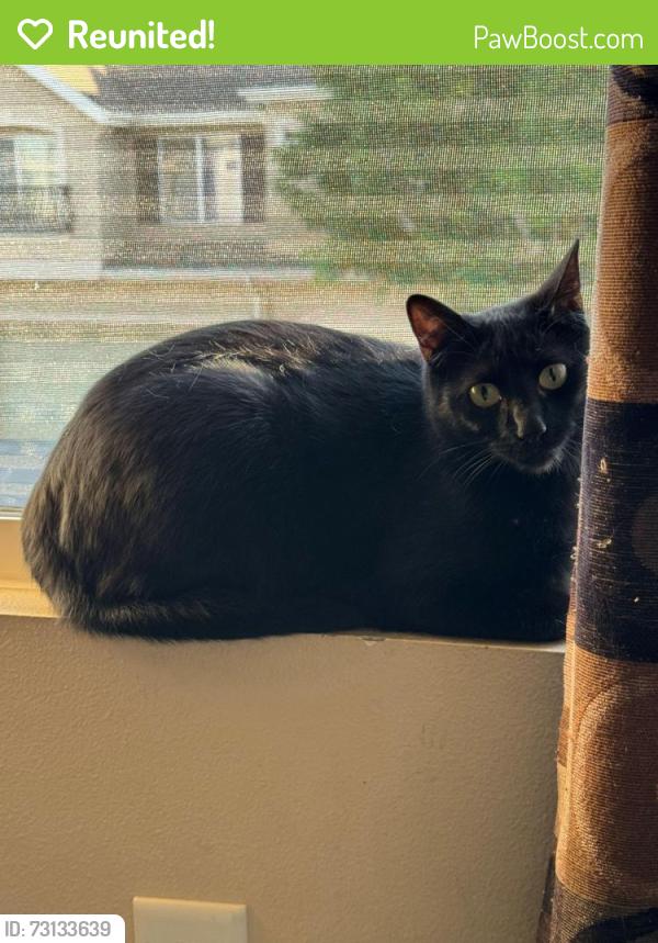 Reunited Female Cat last seen Near W 3100 S, West Valley City, UT 84119
