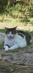 Lost Male Cat last seen Pulaski Blvd, Toms River, NJ 08757