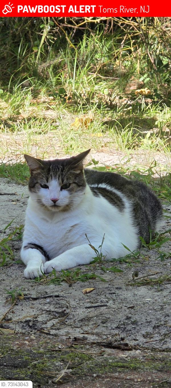 Lost Male Cat last seen Pulaski Blvd, Toms River, NJ 08757