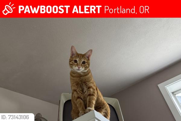 Lost Male Cat last seen Bancroft & Hamilton Terrace, Portland, OR 97239