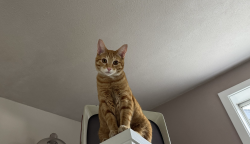 Lost Male Cat last seen Bancroft & Hamilton Terrace, Portland, OR 97239
