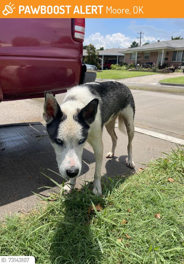 Found/Stray Male Dog last seen Janeway, NW 2nd & 5th., Moore, OK 73160