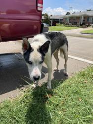Found/Stray Male Dog last seen Janeway, NW 2nd & 5th., Moore, OK 73160
