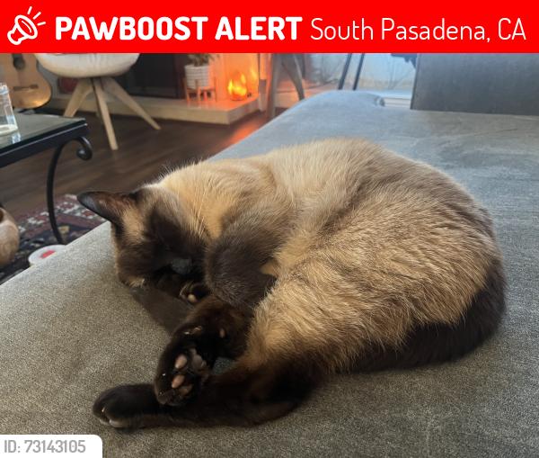 Lost Male Cat last seen El centro, South Pasadena, CA 91030