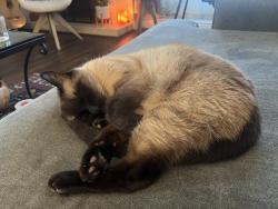 Lost Male Cat last seen El centro, South Pasadena, CA 91030