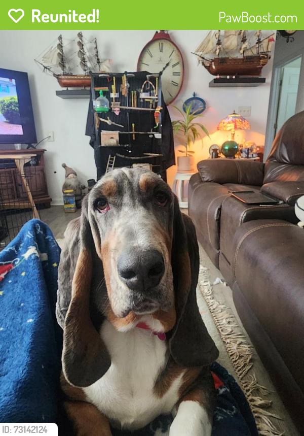 Reunited Female Dog last seen Hickory rd and Trindle, Carlisle, PA 17015