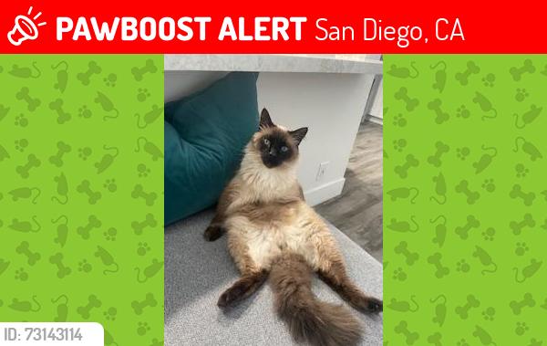 Lost Male Cat last seen Chalcedony & Hainres, San Diego, CA 92109