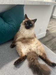 Lost Male Cat last seen Chalcedony & Hainres, San Diego, CA 92109