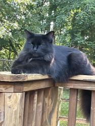 Reunited Female Cat last seen Cottonwood neighborhood, Knightdale, NC 27545