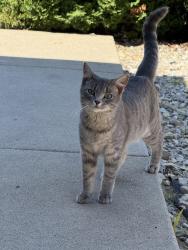 Found/Stray Female Cat last seen 7th Ave SW & 10th St SW, Pine Island, MN 55963