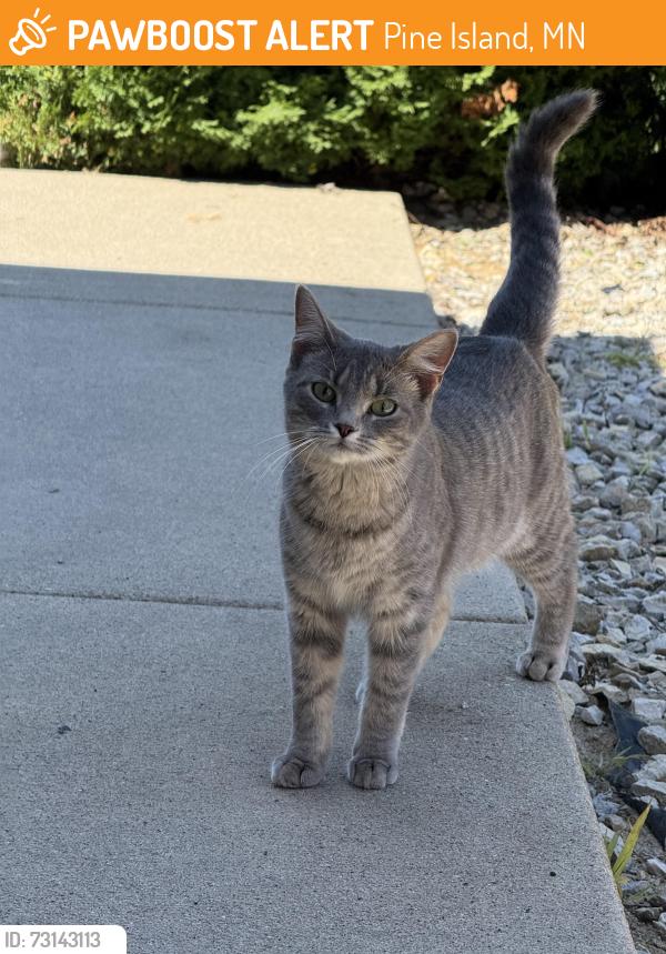 Found/Stray Female Cat last seen 7th Ave SW & 10th St SW, Pine Island, MN 55963