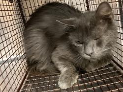 Shelter Stray Male Cat last seen Near Fanny Brown Road, RALEIGH, NC, 27603, 820 Beacon Lake Dr, Raleigh, NC 27610, USA