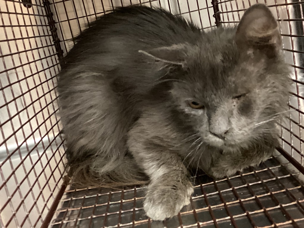 Shelter Stray Male Cat last seen Near Fanny Brown Road, RALEIGH, NC, 27603, 820 Beacon Lake Dr, Raleigh, NC 27610, USA