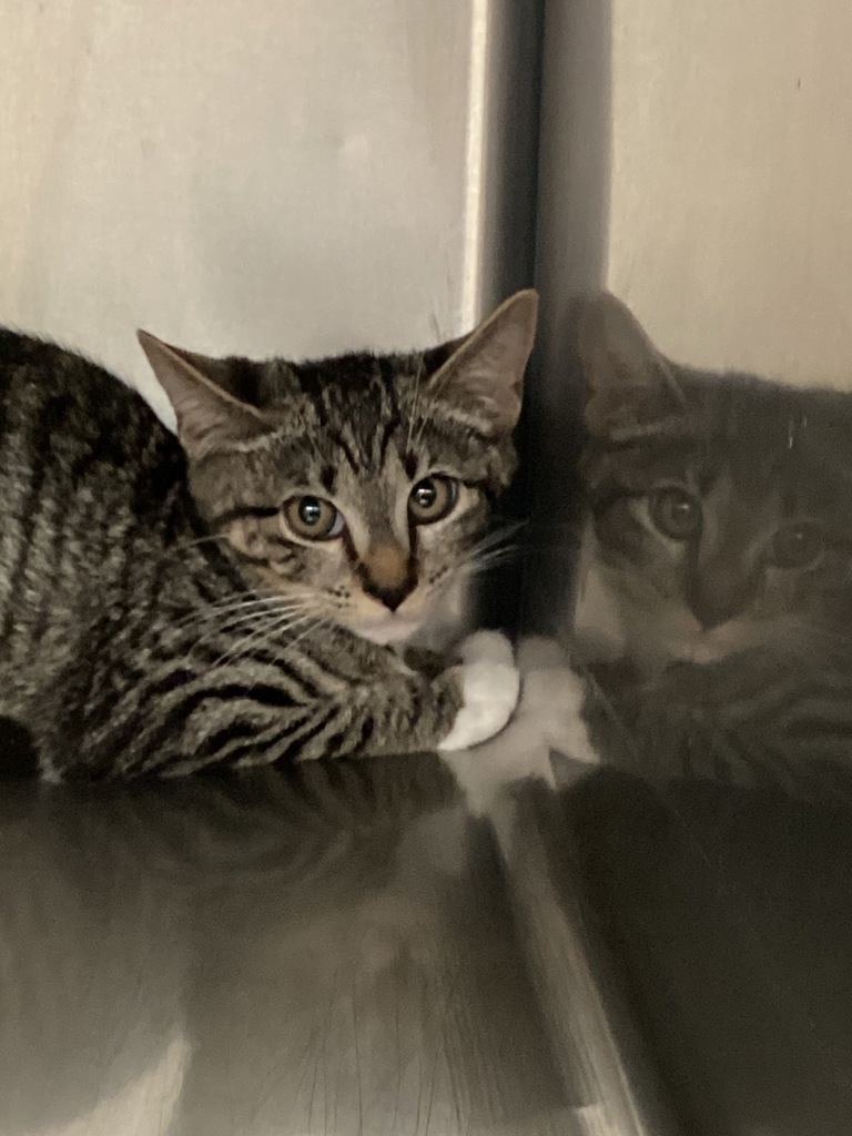 Shelter Stray Female Cat last seen Near Wallingford Drive, RALEIGH, NC, 27616, 820 Beacon Lake Dr, Raleigh, NC 27610, USA