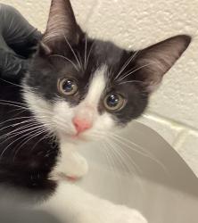 Shelter Stray Male Cat last seen Near Wallingford Drive, RALEIGH, NC, 27616, 820 Beacon Lake Dr, Raleigh, NC 27610, USA