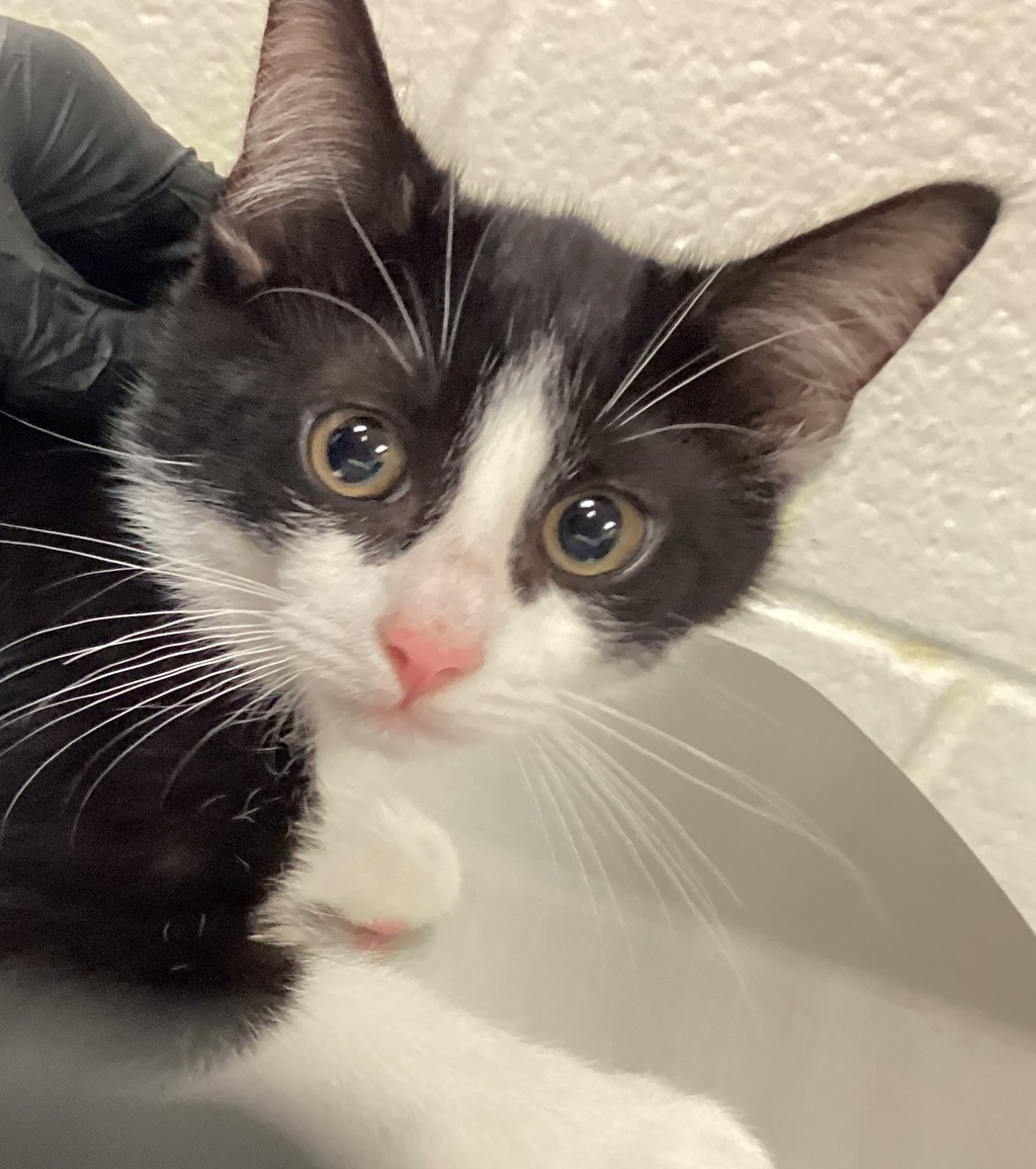 Shelter Stray Male Cat last seen Near Wallingford Drive, RALEIGH, NC, 27616, 820 Beacon Lake Dr, Raleigh, NC 27610, USA