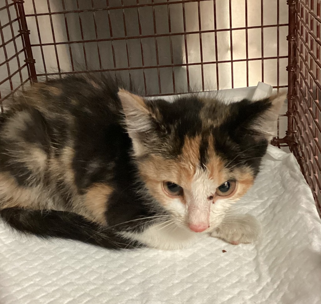 Shelter Stray Female Cat last seen found at walmart in wake forest on main st and capital blvd, WAKE FOREST, NC, 27587, 820 Beacon Lake Dr, Raleigh, NC 27610, USA
