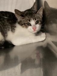 Shelter Stray Female Cat last seen Near Wallingford Drive, RALEIGH, NC, 27616, 820 Beacon Lake Dr, Raleigh, NC 27610, USA