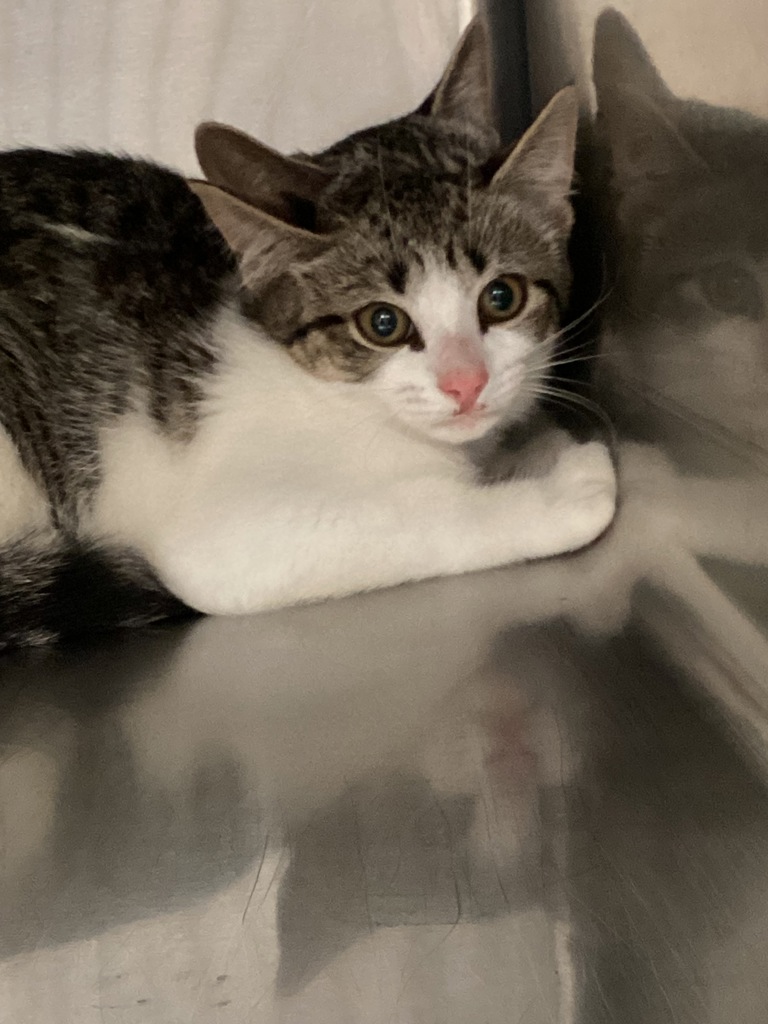 Shelter Stray Female Cat last seen Near Wallingford Drive, RALEIGH, NC, 27616, 820 Beacon Lake Dr, Raleigh, NC 27610, USA