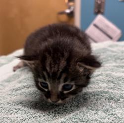 Shelter Stray Male Cat last seen Near Derringer Place, Escondido, CA, 92027, Escondido, CA 92027, USA