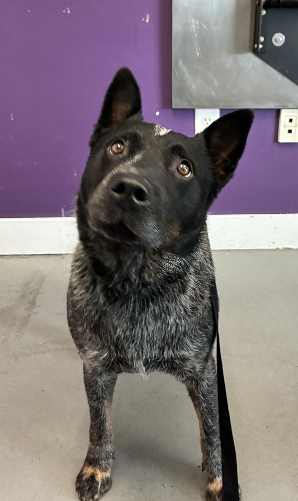 Shelter Stray Female Dog last seen Near S Patricia Circle, Magna Township, UT, 84044, 511 W 3900 S, Salt Lake City, UT 84123, USA