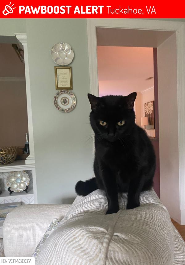 Lost Female Cat last seen River and Ridge, Tuckahoe, VA 23229
