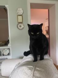 Lost Female Cat last seen River and Ridge, Tuckahoe, VA 23229