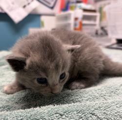 Shelter Stray Female Cat last seen Near Derringer Place, Escondido, CA, 92027, Escondido, CA 92027, USA