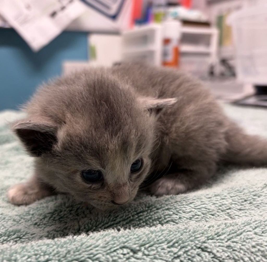 Shelter Stray Female Cat last seen Near Derringer Place, Escondido, CA, 92027, Escondido, CA 92027, USA