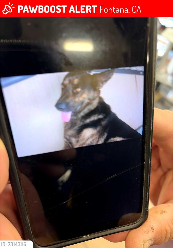 Lost Male Dog last seen Near shell and walking across baseline, Fontana, CA 92336