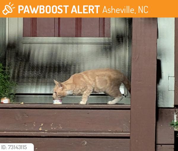 Found/Stray Unknown Cat last seen Windswept View apmts, Asheville, NC 28801