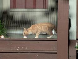 Found/Stray Unknown Cat last seen Windswept View apmts, Asheville, NC 28801