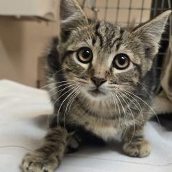 Shelter Stray Male Cat last seen Near Bluebell Dr, LIVERMORE, CA, 94551, 8323 Baldwin St, Oakland, CA 94621, USA