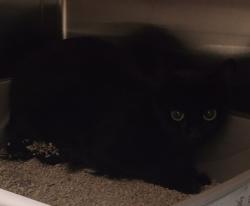 Shelter Stray Female Cat last seen Near Buckeye Court, El Cajon, CA, 92021, El Cajon, CA 92020, USA