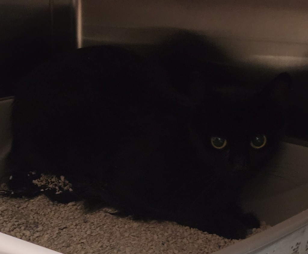 Shelter Stray Female Cat last seen Near Buckeye Court, El Cajon, CA, 92021, El Cajon, CA 92020, USA