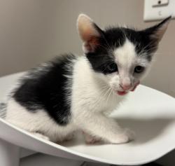 Shelter Stray Male Cat last seen Near 159th Avenue, SAN LEANDRO, CA, 94578, 8323 Baldwin St, Oakland, CA 94621, USA