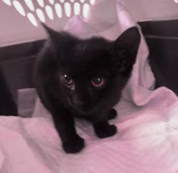 Shelter Stray Female Cat last seen Near Peach Court, El Cajon, CA, 92021, 5500 Gaines St, San Diego, CA 92110, USA